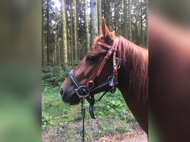 American Quarter Horse Wallach 8 Jahre 140 cm Fuchs in Schönberg