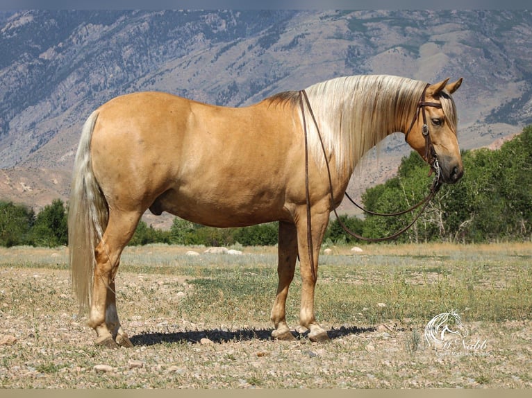 American Quarter Horse Wallach 8 Jahre 140 cm Palomino in Cody