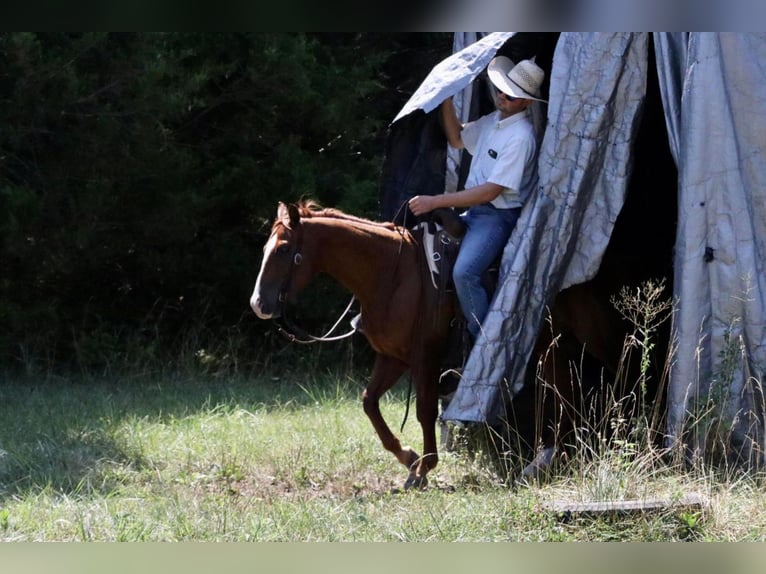American Quarter Horse Wallach 8 Jahre 140 cm Rotfuchs in Mt Vernon, MO