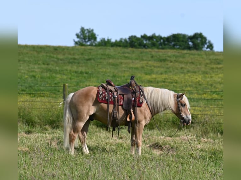 American Quarter Horse Wallach 8 Jahre 140 cm Rotfuchs in Millersburg OH