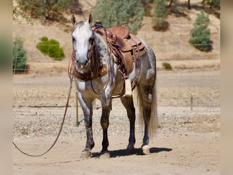 American Quarter Horse Wallach 8 Jahre 142 cm Apfelschimmel in Tres Pinos