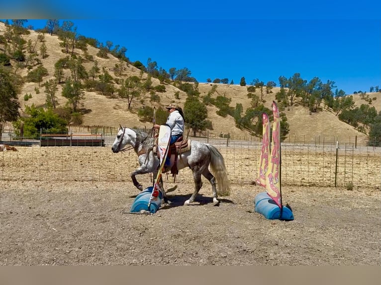 American Quarter Horse Wallach 8 Jahre 142 cm Apfelschimmel in Tres Pinos