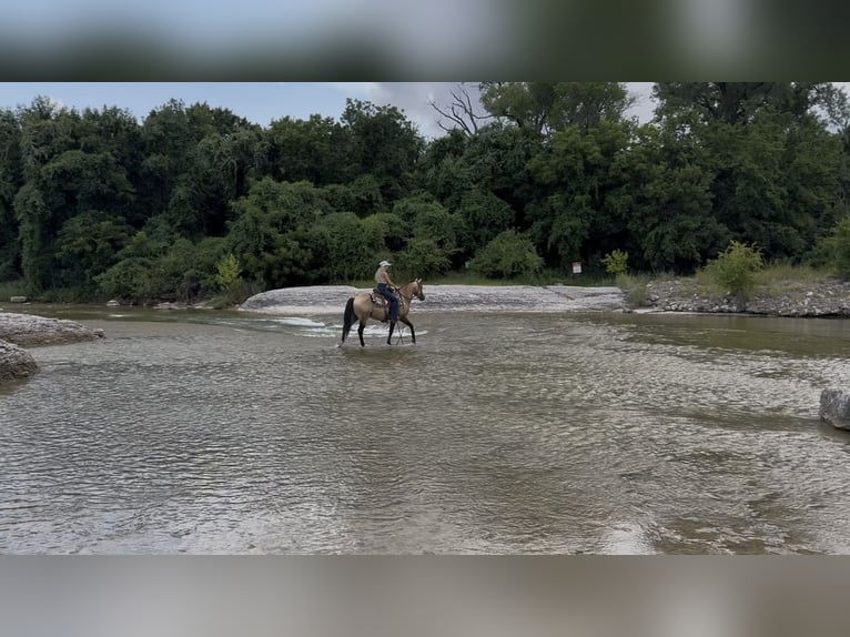 American Quarter Horse Wallach 8 Jahre 142 cm Buckskin in Springtown