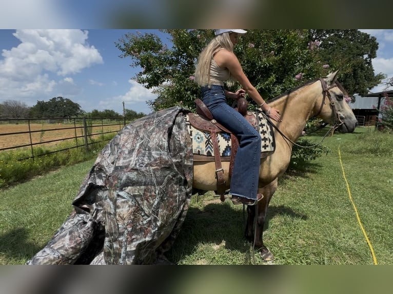 American Quarter Horse Wallach 8 Jahre 142 cm Buckskin in Springtown