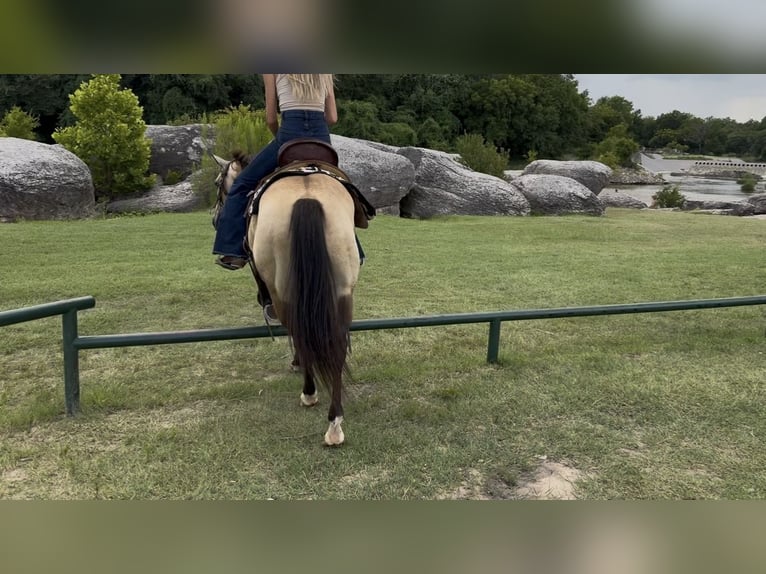 American Quarter Horse Wallach 8 Jahre 142 cm Buckskin in Springtown
