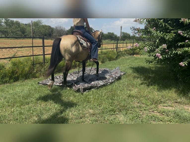 American Quarter Horse Wallach 8 Jahre 142 cm Buckskin in Springtown
