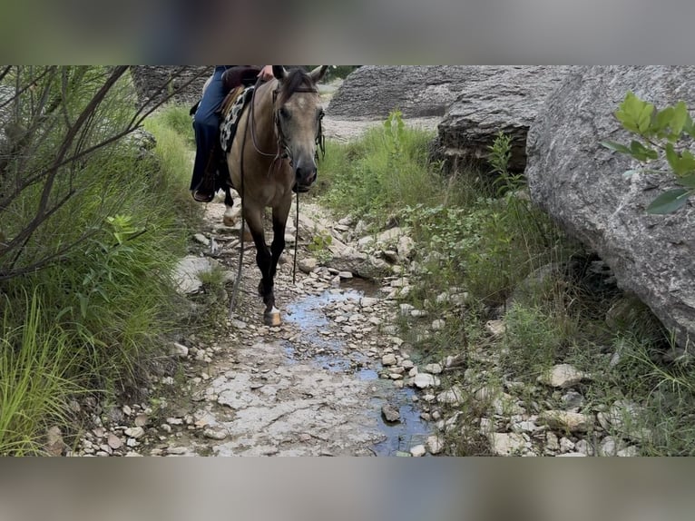 American Quarter Horse Wallach 8 Jahre 142 cm Buckskin in Springtown