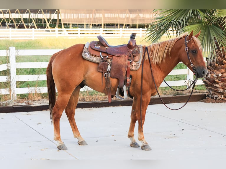 American Quarter Horse Wallach 8 Jahre 142 cm Dunkelfuchs in Valley Srings CA