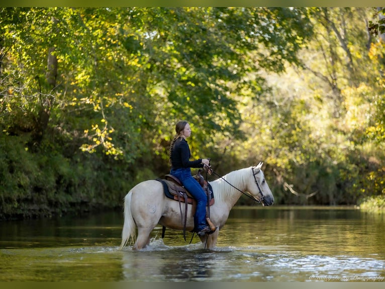 American Quarter Horse Wallach 8 Jahre 142 cm Palomino in Auburn