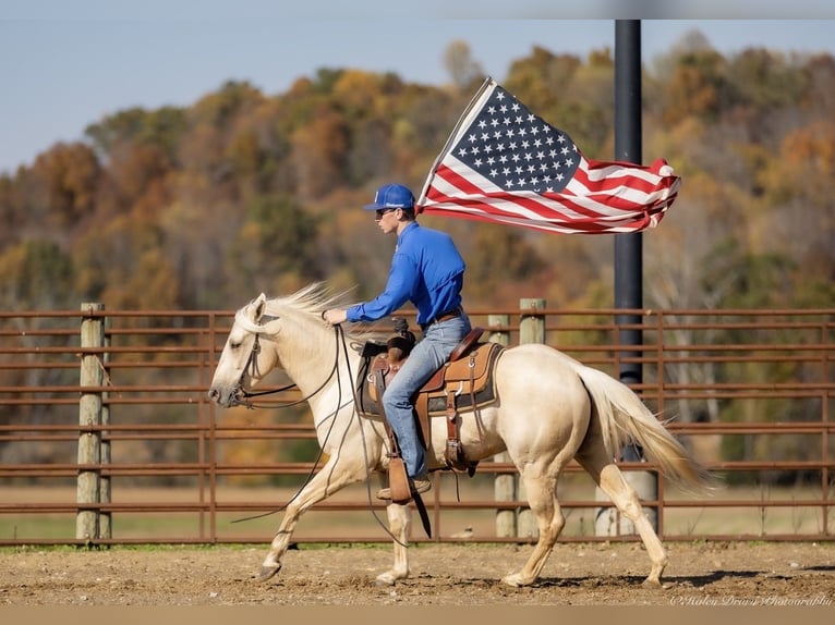 American Quarter Horse Wallach 8 Jahre 142 cm Palomino in Auburn