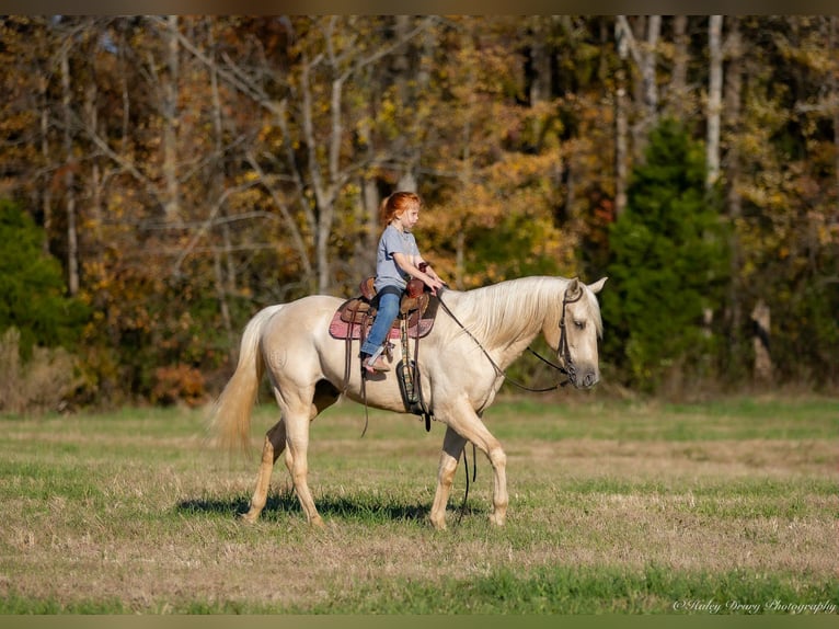 American Quarter Horse Wallach 8 Jahre 142 cm Palomino in Auburn