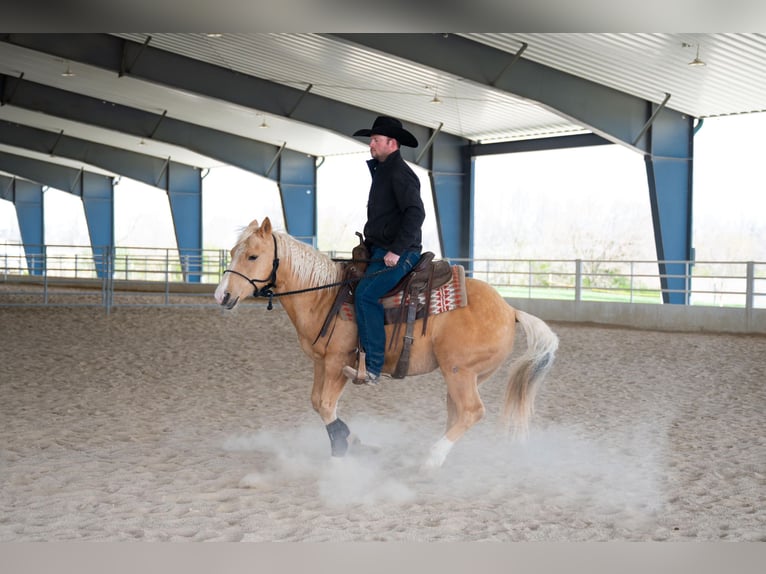 American Quarter Horse Wallach 8 Jahre 142 cm Palomino in Middletown, OH