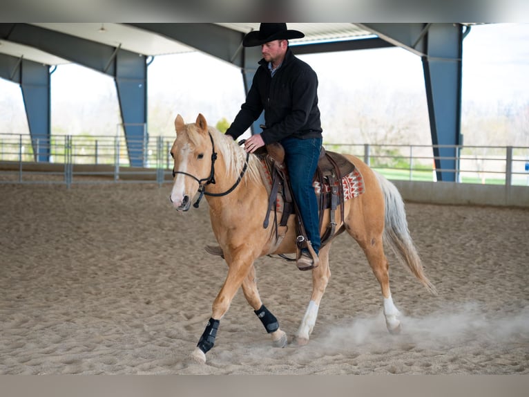 American Quarter Horse Wallach 8 Jahre 142 cm Palomino in Middletown, OH