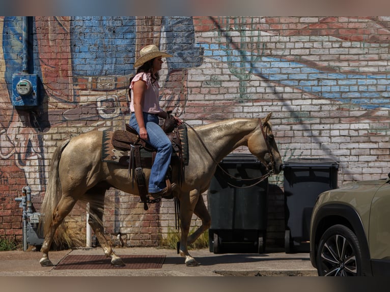 American Quarter Horse Wallach 8 Jahre 142 cm Palomino in Joshua