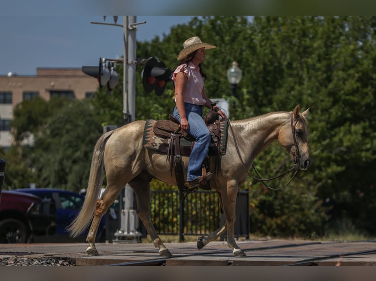 American Quarter Horse Wallach 8 Jahre 142 cm Palomino in Joshua