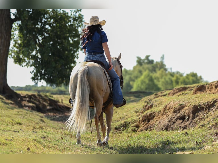 American Quarter Horse Wallach 8 Jahre 142 cm Palomino in Joshua
