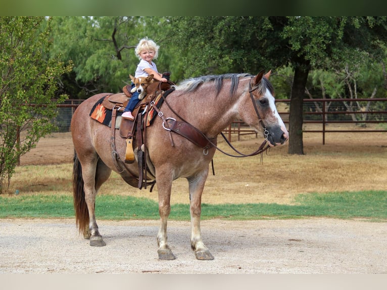 American Quarter Horse Wallach 8 Jahre 142 cm Roan-Bay in Cleburne TX