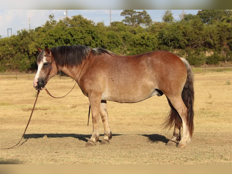 American Quarter Horse Wallach 8 Jahre 142 cm Roan-Bay in Cleburne TX