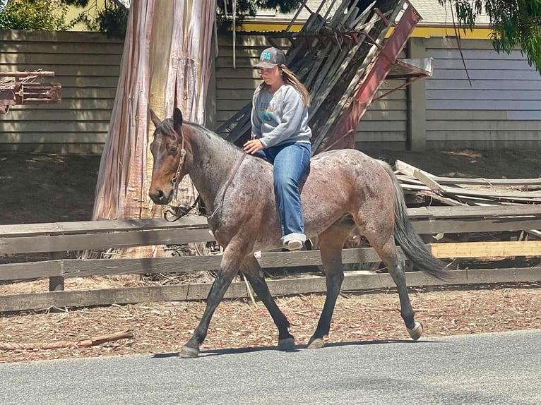 American Quarter Horse Wallach 8 Jahre 142 cm Roan-Bay in Paicines CA