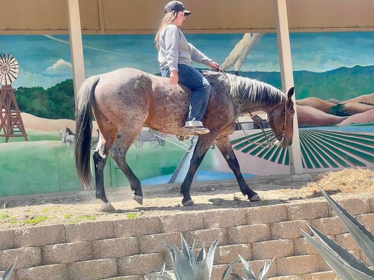 American Quarter Horse Wallach 8 Jahre 142 cm Roan-Bay in Paicines CA