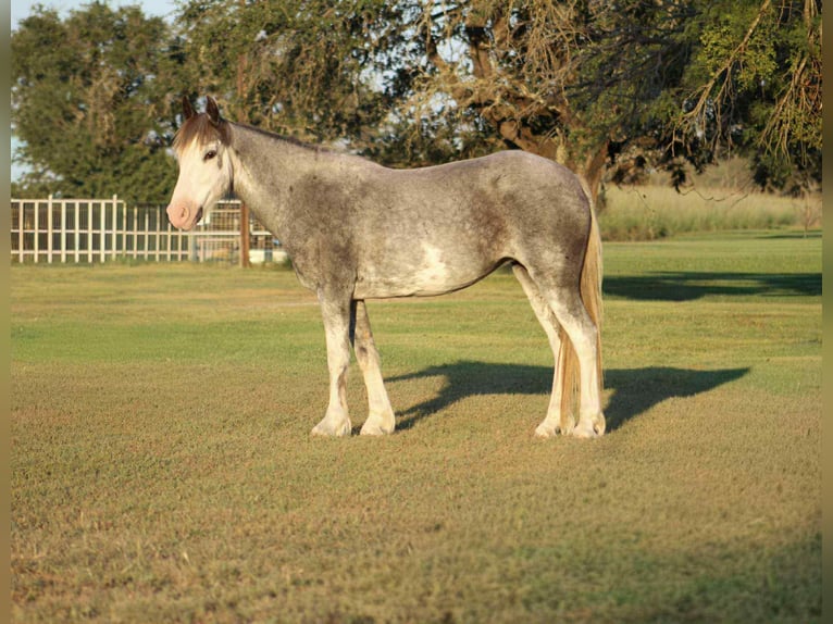 American Quarter Horse Wallach 8 Jahre 142 cm Roan-Blue in Stephenville TX