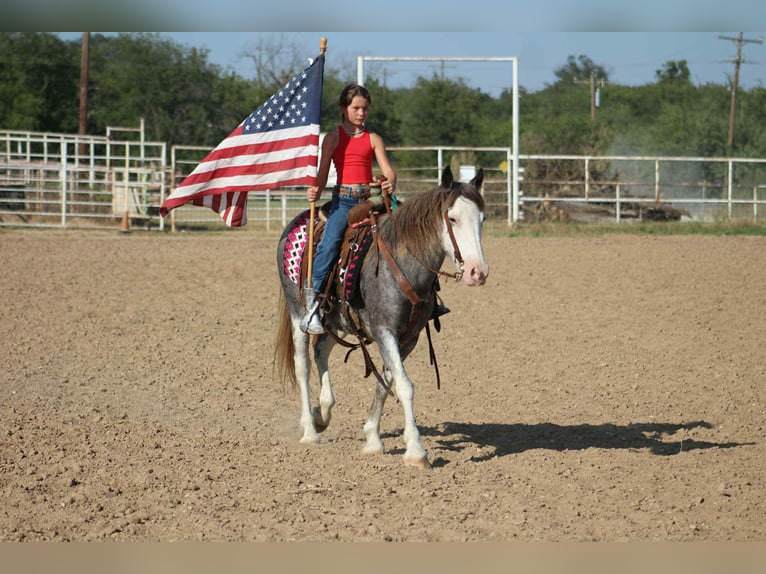 American Quarter Horse Wallach 8 Jahre 142 cm Roan-Blue in Stephenville TX