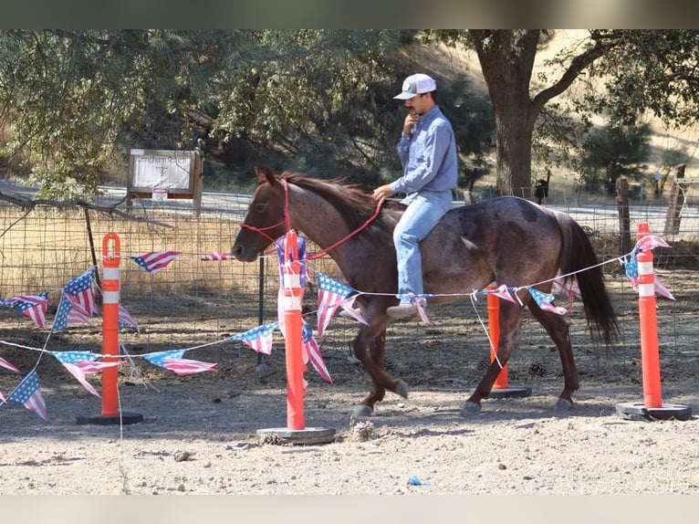 American Quarter Horse Wallach 8 Jahre 142 cm Roan-Red in Paicines, CA