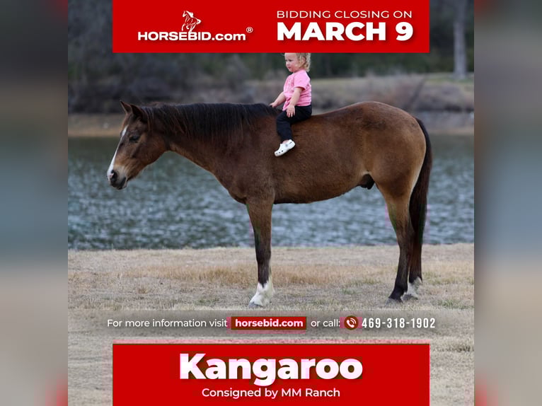 American Quarter Horse Wallach 8 Jahre 142 cm Rotbrauner in Forney