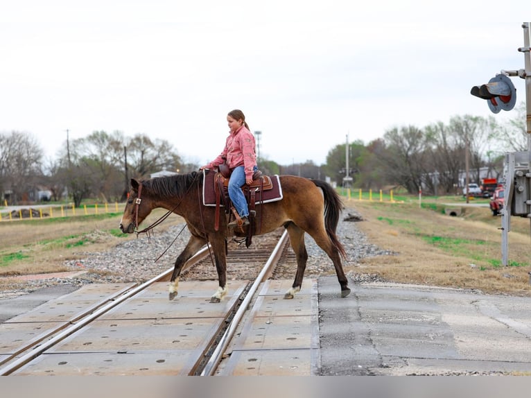 American Quarter Horse Wallach 8 Jahre 142 cm Rotbrauner in Forney