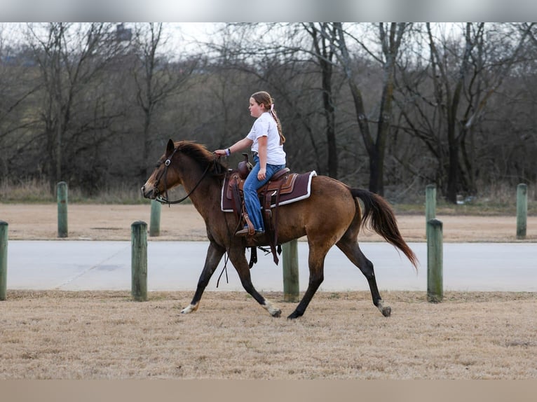 American Quarter Horse Wallach 8 Jahre 142 cm Rotbrauner in Forney