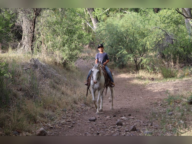 American Quarter Horse Wallach 8 Jahre 142 cm Schimmel in Camp Verde AZ