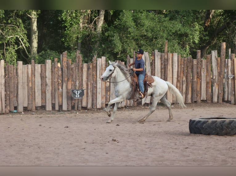 American Quarter Horse Wallach 8 Jahre 142 cm Schimmel in Camp Verde AZ
