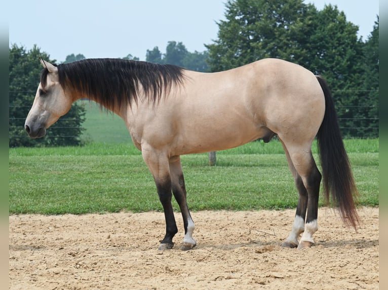 American Quarter Horse Wallach 8 Jahre 145 cm Buckskin in Jackson, OH