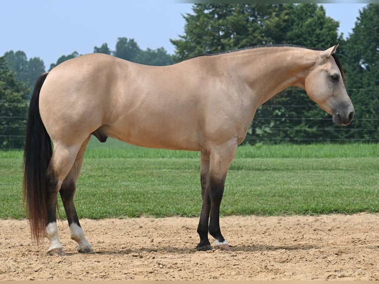 American Quarter Horse Wallach 8 Jahre 145 cm Buckskin in Jackson, OH