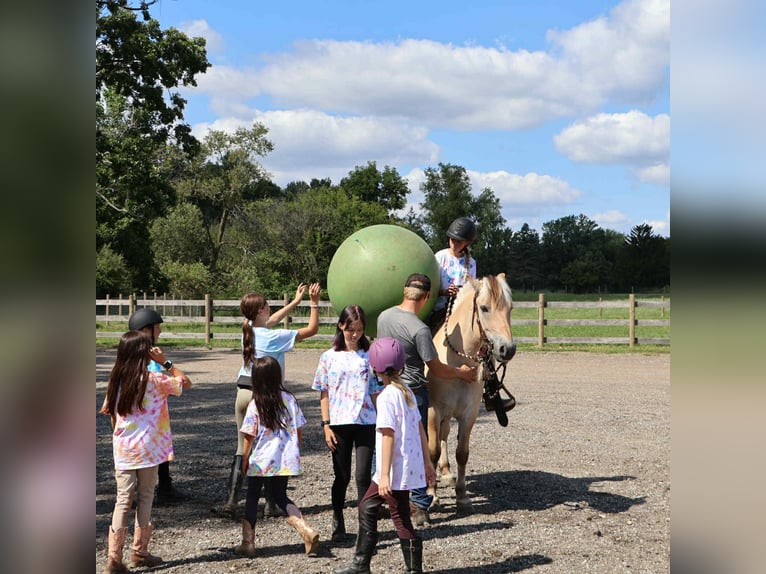 American Quarter Horse Wallach 8 Jahre 145 cm Buckskin in Howell, MI