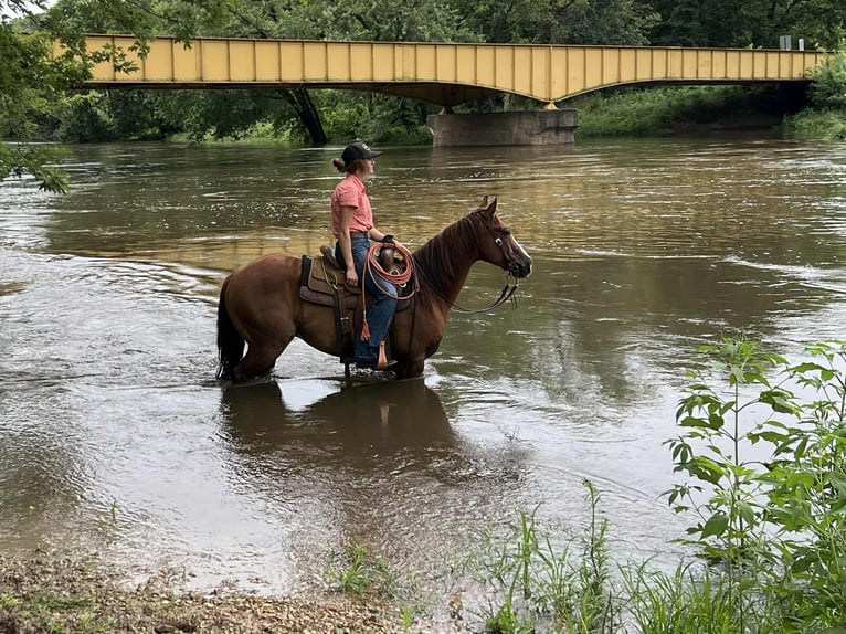 American Quarter Horse Wallach 8 Jahre 145 cm Dunkelfuchs in Libson IA