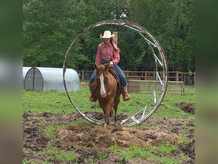 American Quarter Horse Wallach 8 Jahre 145 cm Dunkelfuchs in Libson IA