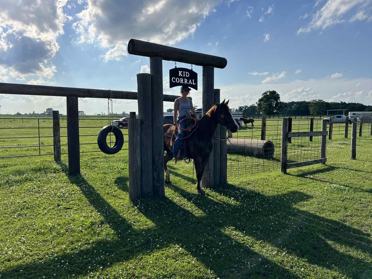 American Quarter Horse Wallach 8 Jahre 145 cm Dunkelfuchs in Libson IA