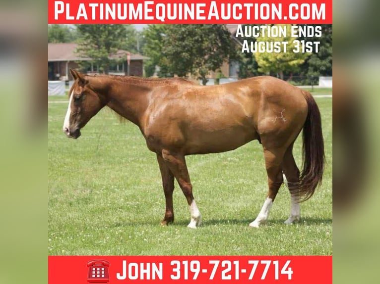 American Quarter Horse Wallach 8 Jahre 145 cm Dunkelfuchs in Libson IA
