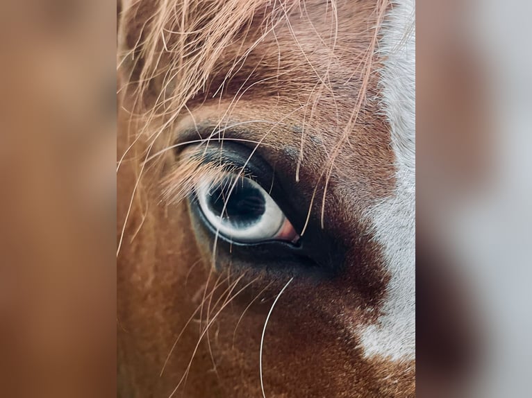 American Quarter Horse Wallach 8 Jahre 145 cm Fuchs in Balingen