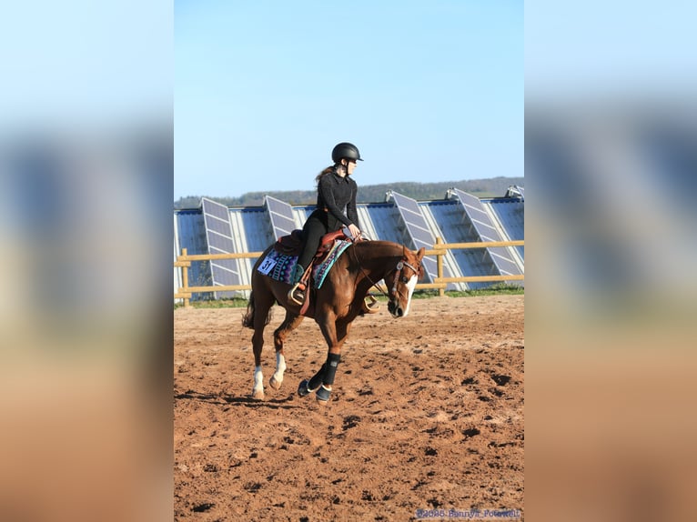 American Quarter Horse Wallach 8 Jahre 145 cm Fuchs in Balingen