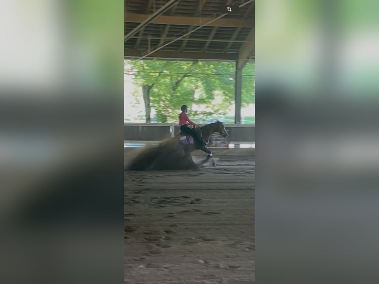 American Quarter Horse Wallach 8 Jahre 145 cm Fuchs in Balingen