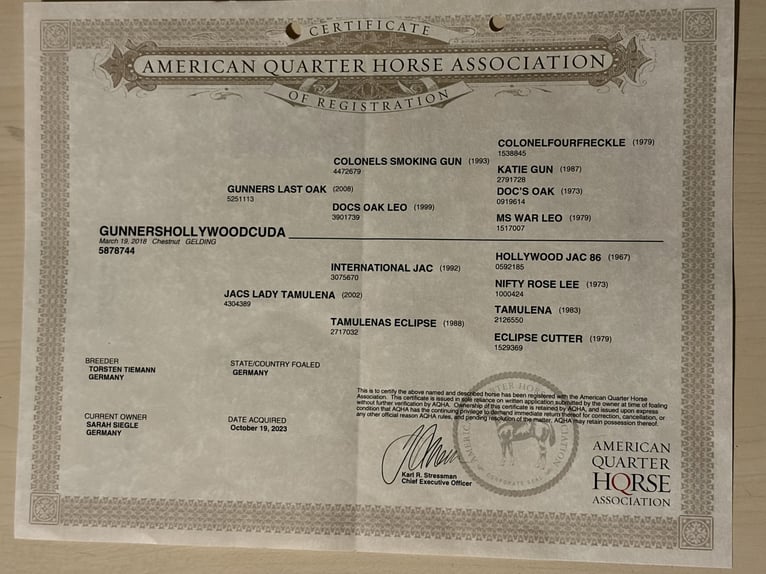 American Quarter Horse Wallach 8 Jahre 145 cm Fuchs in Balingen