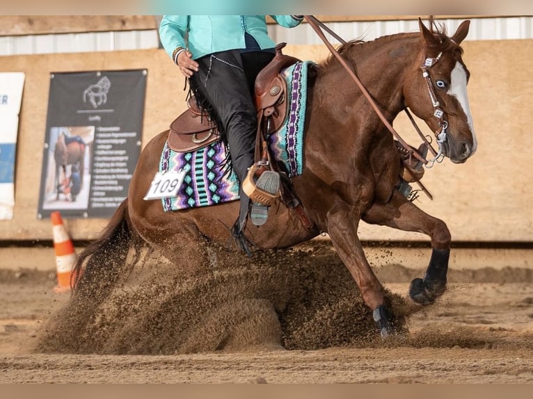 American Quarter Horse Wallach 8 Jahre 145 cm Fuchs in Balingen