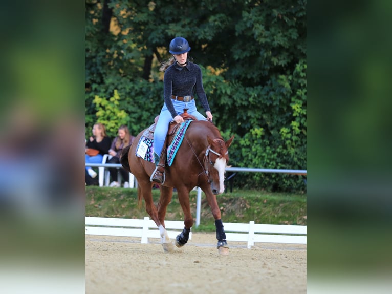 American Quarter Horse Wallach 8 Jahre 145 cm Fuchs in Balingen