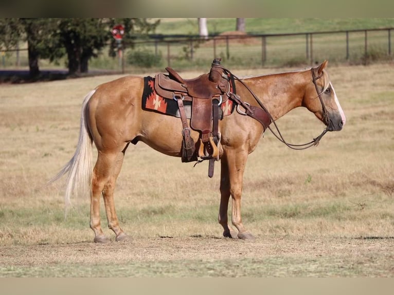 American Quarter Horse Mix Wallach 8 Jahre 145 cm Palomino in Pilot Point, TX