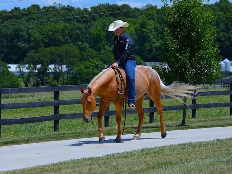American Quarter Horse Wallach 8 Jahre 145 cm Palomino in Fredericksburg, OH