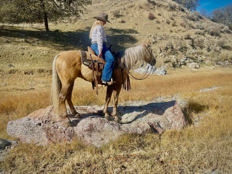 American Quarter Horse Wallach 8 Jahre 145 cm Palomino in Bitterwater CA