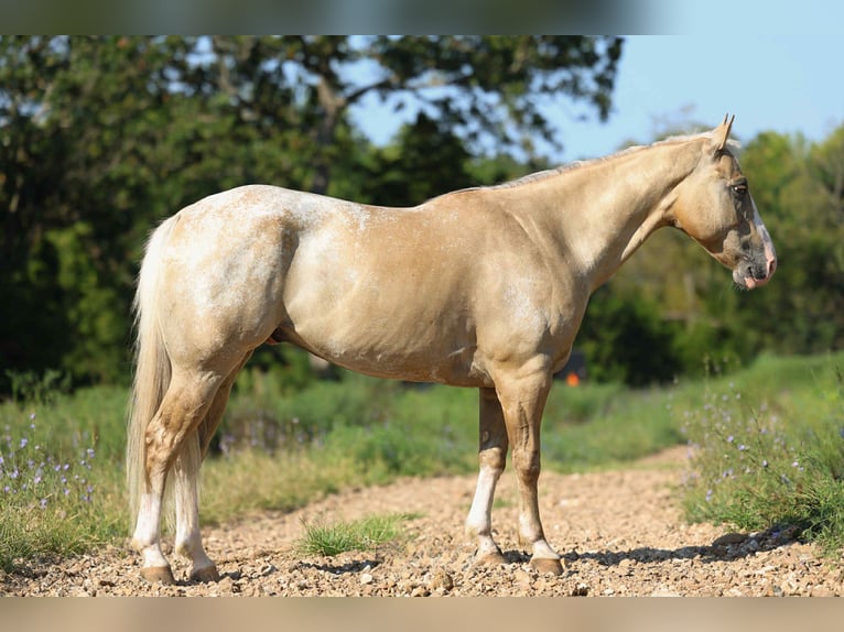 American Quarter Horse Wallach 8 Jahre 145 cm Palomino in Cole Camp MO