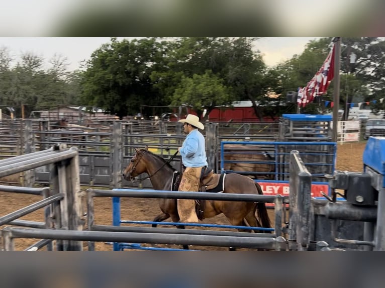 American Quarter Horse Wallach 8 Jahre 145 cm Rotbrauner in Stephenville tx
